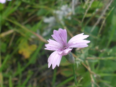 Dianthus strictus troodi