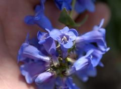 Penstemon cyananthus cyananthus
