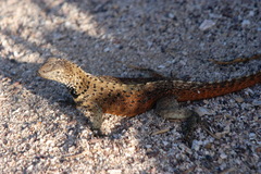 Microlophus delanonis