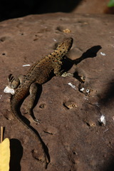 Microlophus delanonis