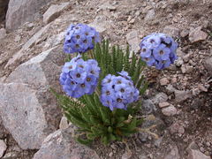 Polemonium eximium