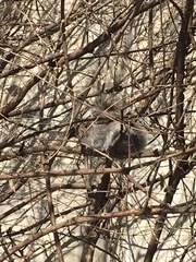 Sciurus carolinensis pennsylvanicus
