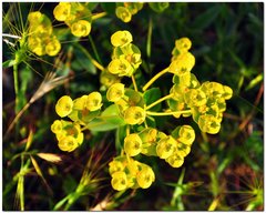 Euphorbia glareosa