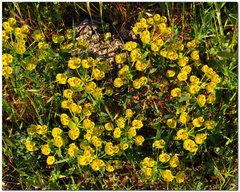 Euphorbia glareosa