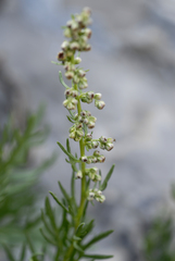 Artemisia michauxiana
