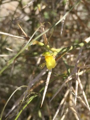 Neogaerrhinum filipes