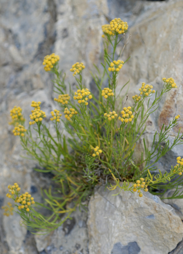 separateleaf chickensage (Sphaeromeria diversifolia)