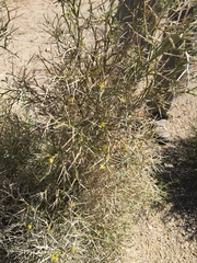Neogaerrhinum filipes