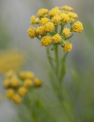 Artemisia inaequifolia