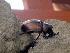 Xylotrupes gideon gideon