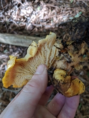 Cantharellus californicus