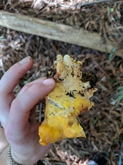 Cantharellus californicus