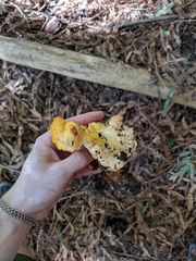 Cantharellus californicus