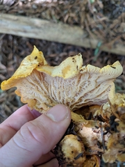 Cantharellus californicus
