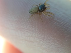 Euophrys melanoleuca