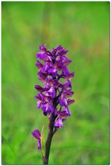 Anacamptis morio caucasica