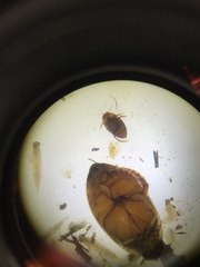Thermonectus