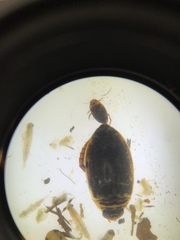 Thermonectus