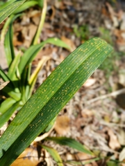 Puccinia hemerocallidis
