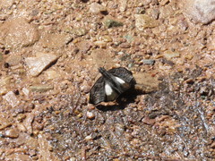Theagenes albiplaga