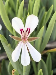 Pelargonium laevigatum laevigatum