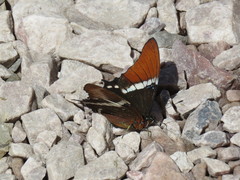 Siproeta epaphus epaphus