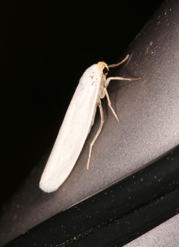 Yellow-headed Lichen Moth photo 5