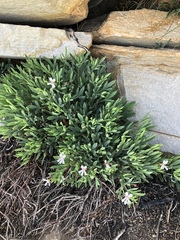 Pelargonium laevigatum laevigatum