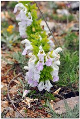 Salvia scabiosifolia