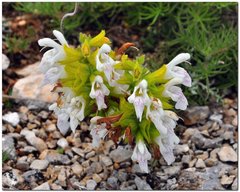 Salvia scabiosifolia