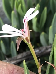 Pelargonium laevigatum laevigatum