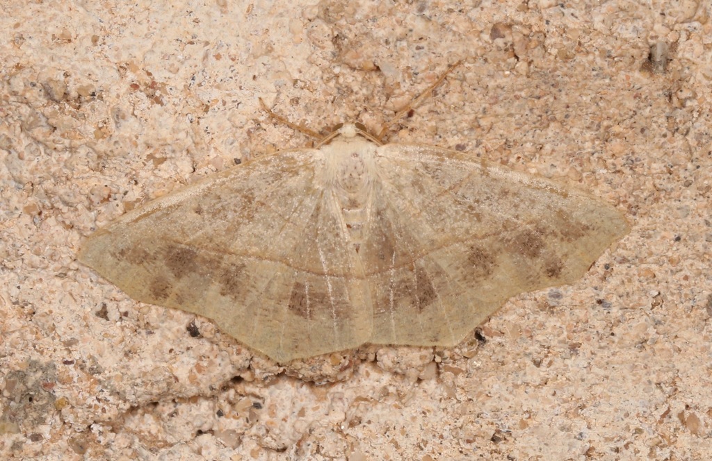 Pionenta ochreata