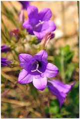 Campanula sibirica taurica