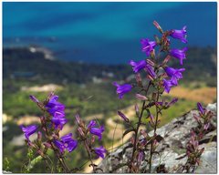 Campanula sibirica taurica