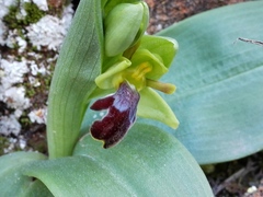 Ophrys fusca