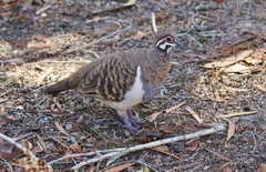 Geophaps scripta