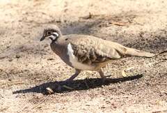 Geophaps scripta