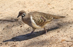 Geophaps scripta