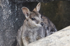 Petrogale mareeba