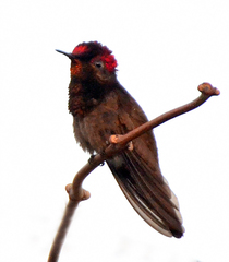 Chrysolampis mosquitus