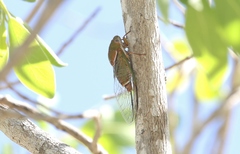 Macrotristria dorsalis