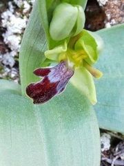 Ophrys fusca