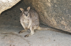 Petrogale mareeba
