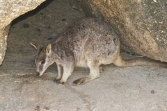 Petrogale mareeba