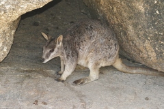 Petrogale mareeba
