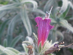 Echium angustifolium