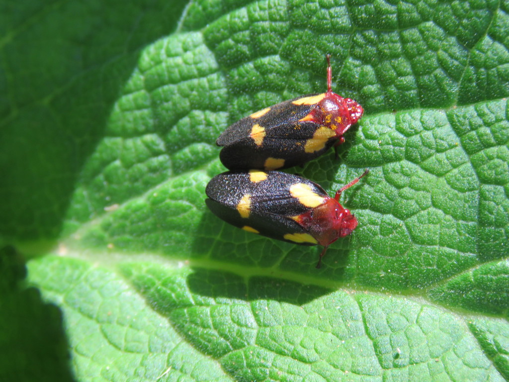 Sphenorhina limbata