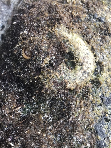 Thylacodes variabilis
