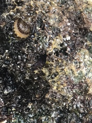 Thylacodes variabilis