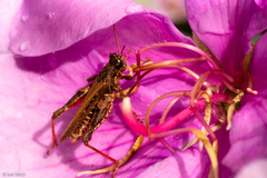 Orthoptera